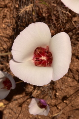 Calochortus simulans