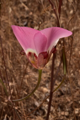 Calochortus simulans