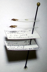 Cymus melanocephalus