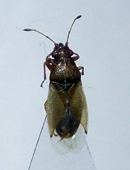 Cymus melanocephalus