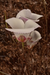 Calochortus simulans