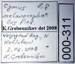 Cymus melanocephalus