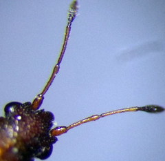 Cymus melanocephalus