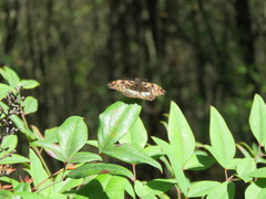 Noctuana lactifera