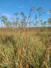 Cladium mariscus jamaicense
