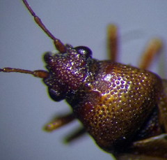 Cymus melanocephalus
