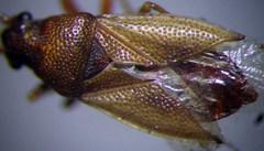Cymus melanocephalus