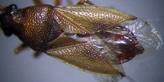 Cymus melanocephalus