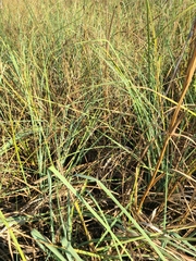 Cladium mariscus jamaicense