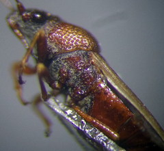 Cymus melanocephalus