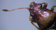 Cymus melanocephalus