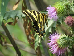 Papilio pilumnus