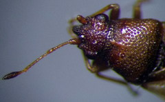 Cymus melanocephalus