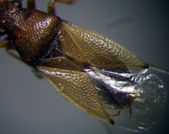 Cymus melanocephalus