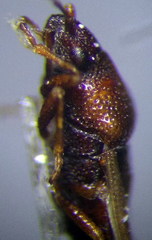 Cymus melanocephalus