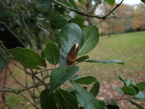 Ein weiteres Foto von Coast live oak