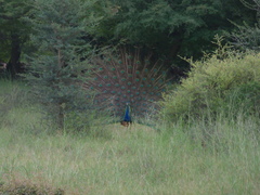 Pavo cristatus