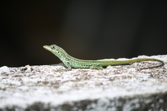 Anolis roquet