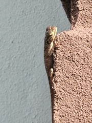 Agama picticauda image