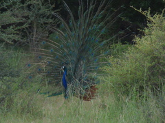 Pavo cristatus