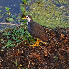 Amaurornis phoenicurus