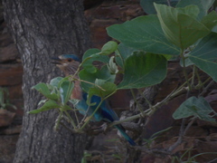 Coracias benghalensis