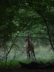 Boselaphus tragocamelus