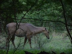 Boselaphus tragocamelus