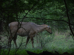 Boselaphus tragocamelus