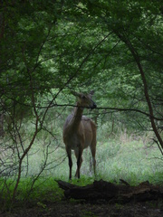 Boselaphus tragocamelus