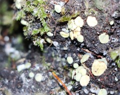 Podophacidium xanthomelum