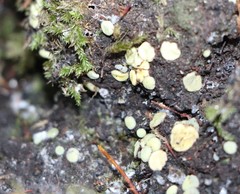 Podophacidium xanthomelum