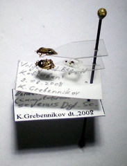 Deraeocoris serenus