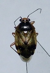 Deraeocoris serenus