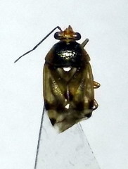 Deraeocoris serenus