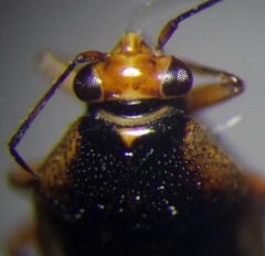 Deraeocoris serenus