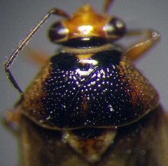 Deraeocoris serenus