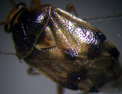 Deraeocoris serenus