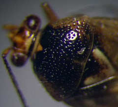 Deraeocoris serenus
