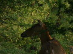 Boselaphus tragocamelus