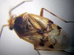 Deraeocoris serenus