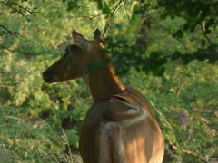 Boselaphus tragocamelus