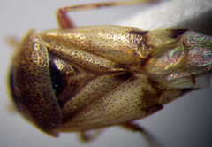 Deraeocoris serenus