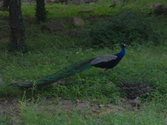 Pavo cristatus