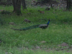 Pavo cristatus
