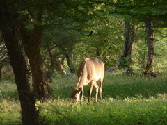 Boselaphus tragocamelus