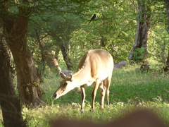 Boselaphus tragocamelus