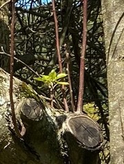 Malus dasyphylla