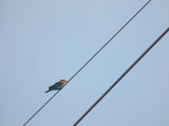 Coracias benghalensis