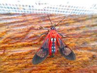 Pheia haemapleura